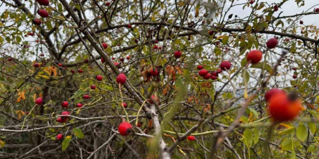 Ormanda yetişiyor, “Doğal vitamin” olarak biliniyor! Sofra yolculuğu başladı: Eldivenle tek tek toplanıyor 4